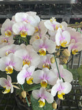 Phalaenopsis 2 Plant (Pink Collector's Item) Thailand orchid