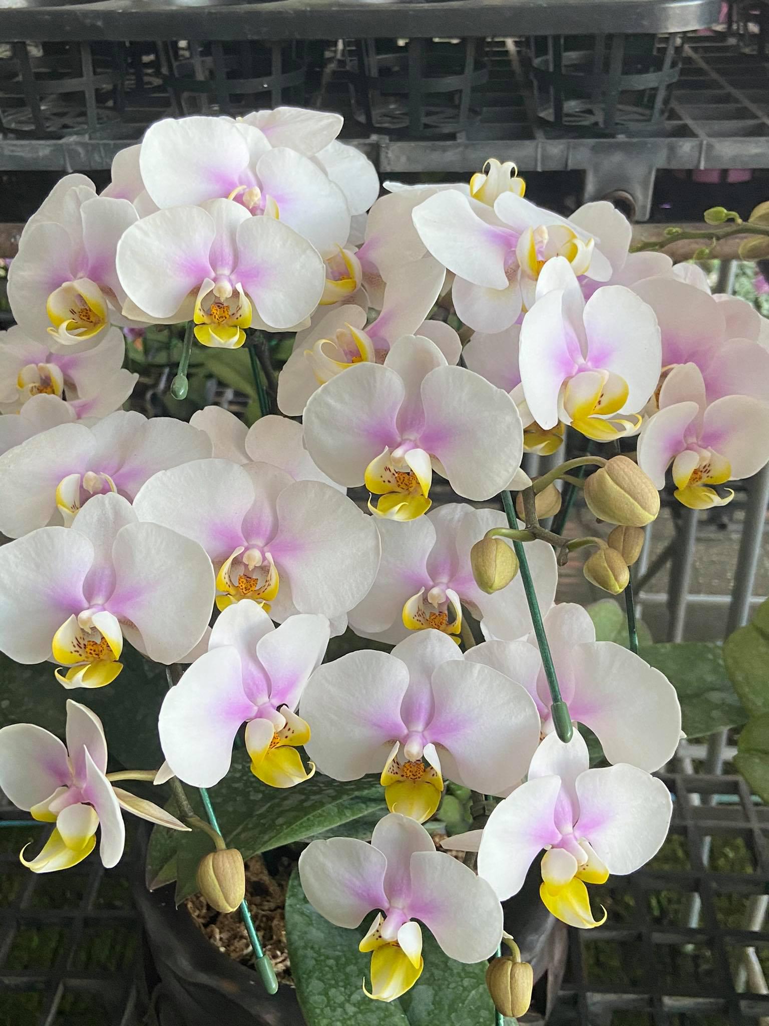 Phalaenopsis 2 Plant (Pink Collector's Item) Thailand orchid