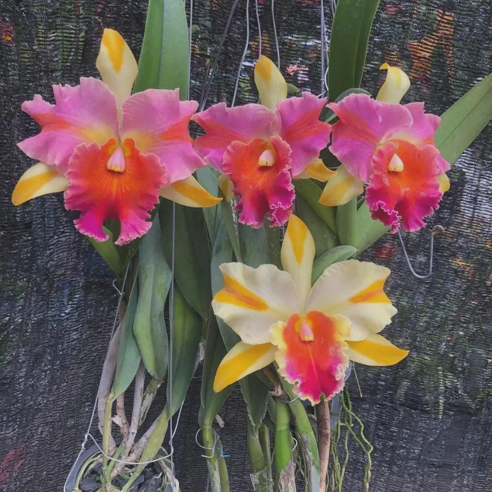Rlc. Amazing Thailand Cattleya Orchid Plant, Hybrid Bloom Size