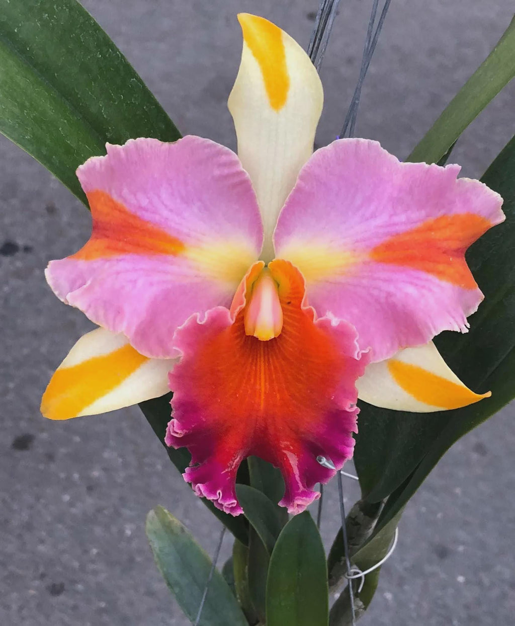 Rlc. Amazing Thailand Cattleya Orchid Plant, Hybrid Bloom Size