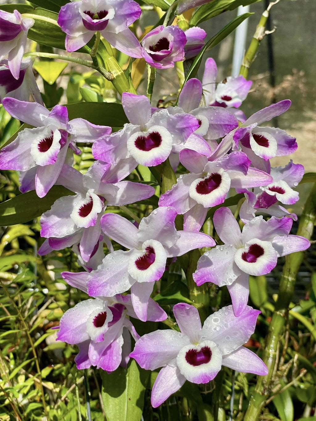 x2 Dendrobium nobile Orchid Plant (Starter Size) – White Pink Purple Blooms