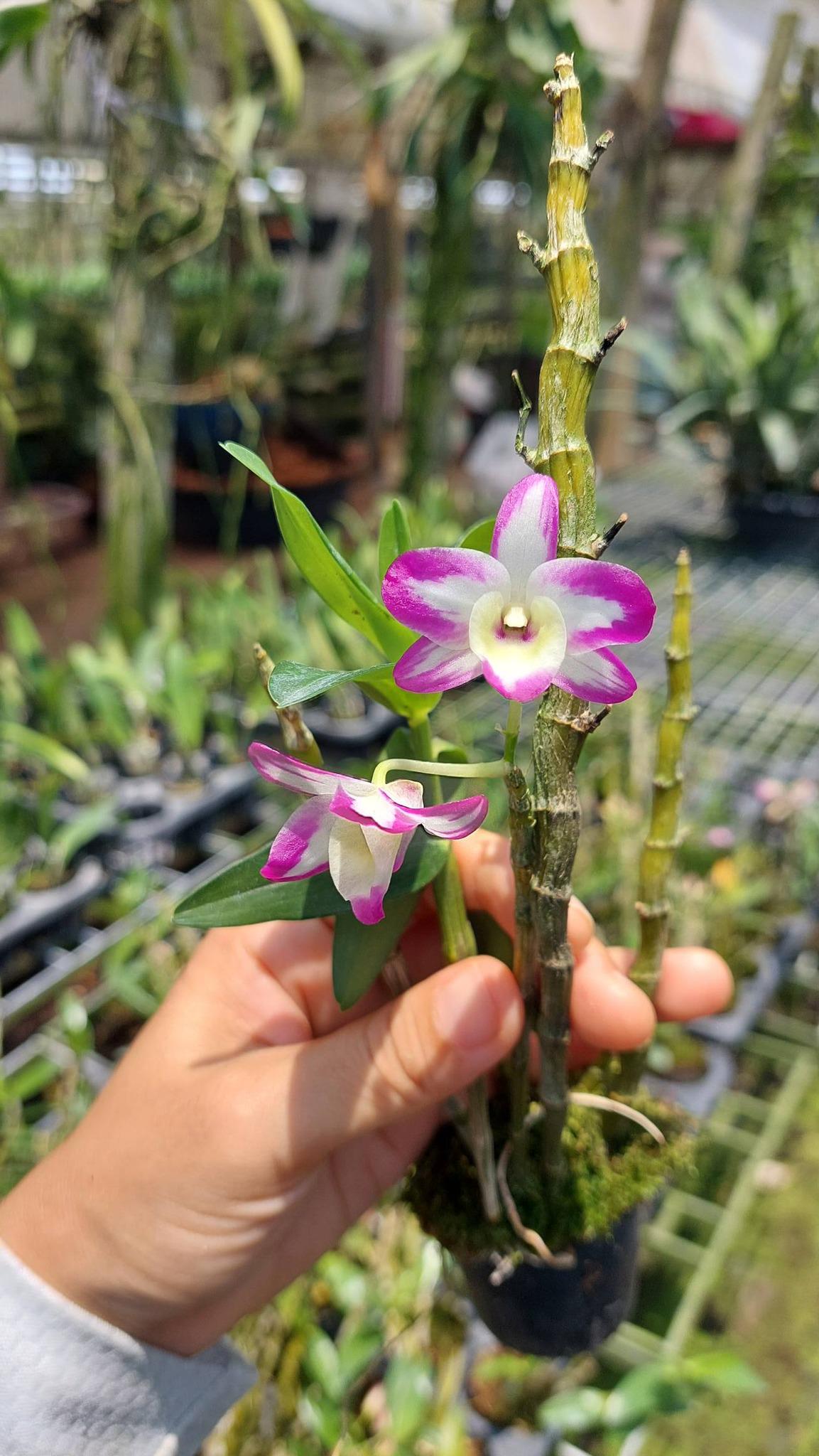 Orchid Dendrobium Hamana Lake Prism
