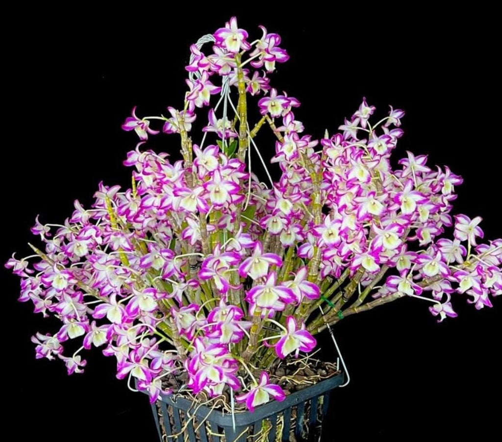 Orchid Dendrobium Hamana Lake Prism