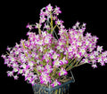 Orchid Dendrobium Hamana Lake Prism