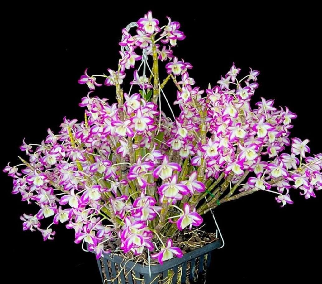 Orchid Dendrobium Hamana Lake Prism