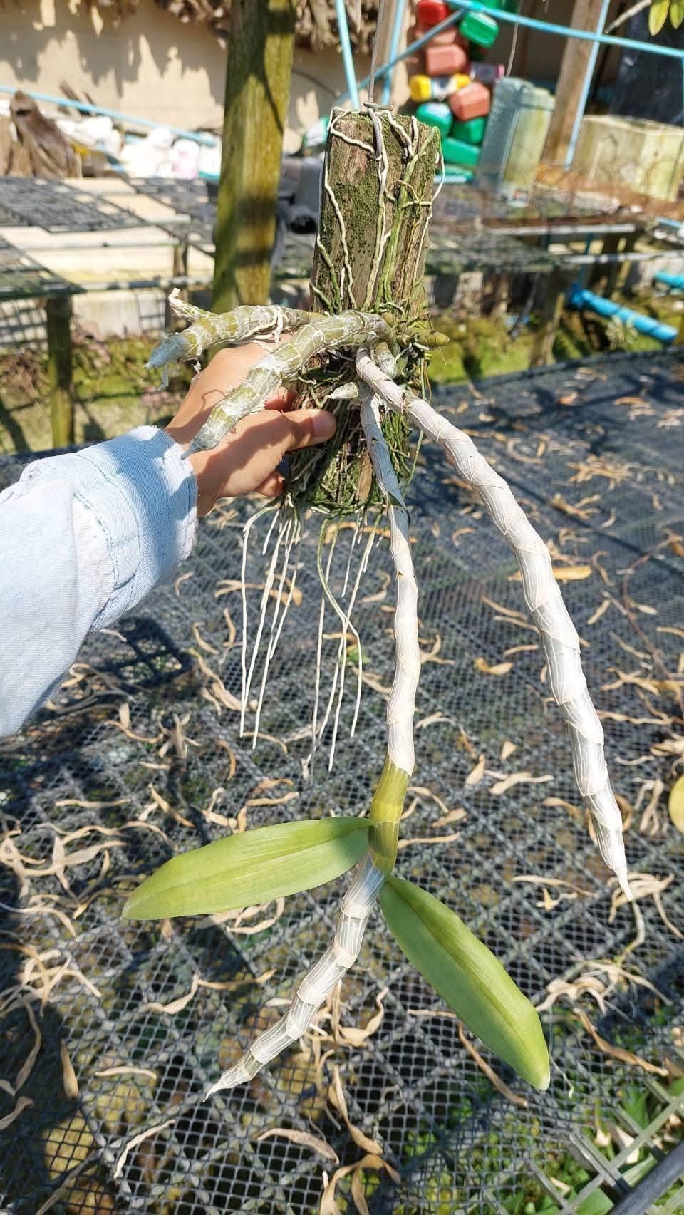 Dendrobium parishii semi-alba 1 Plant Fragrant Dendrobium Collection