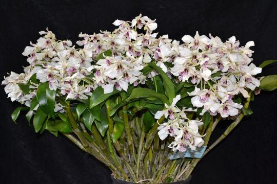 Dendrobium Roy Tokunaga 1 Plant Orchid hybrid plant