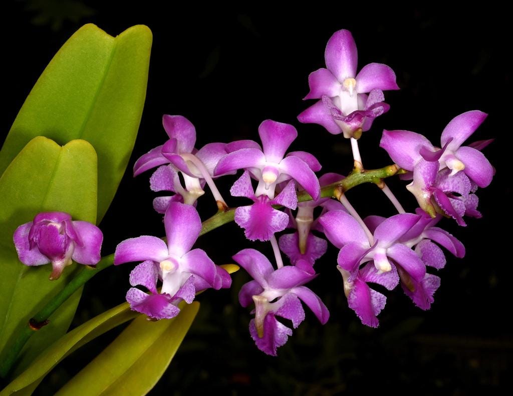 Aerides crassifolia