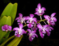 Aerides crassifolia