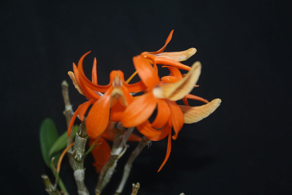 Dendrobium unicum 1 Plant Orchid (Bloom Size) Beauty Dendrobium orange flower Fragrant