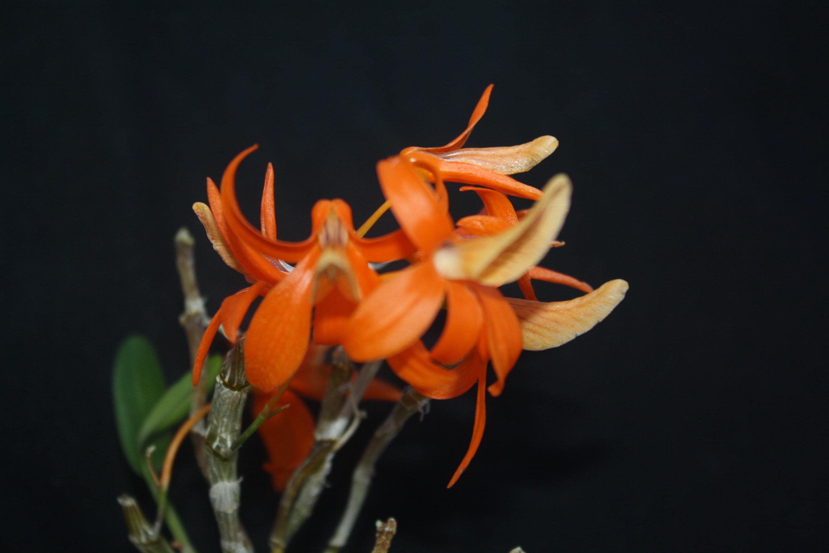Dendrobium unicum 1 Plant Orchid (Bloom Size) Beauty Dendrobium orange flower Fragrant