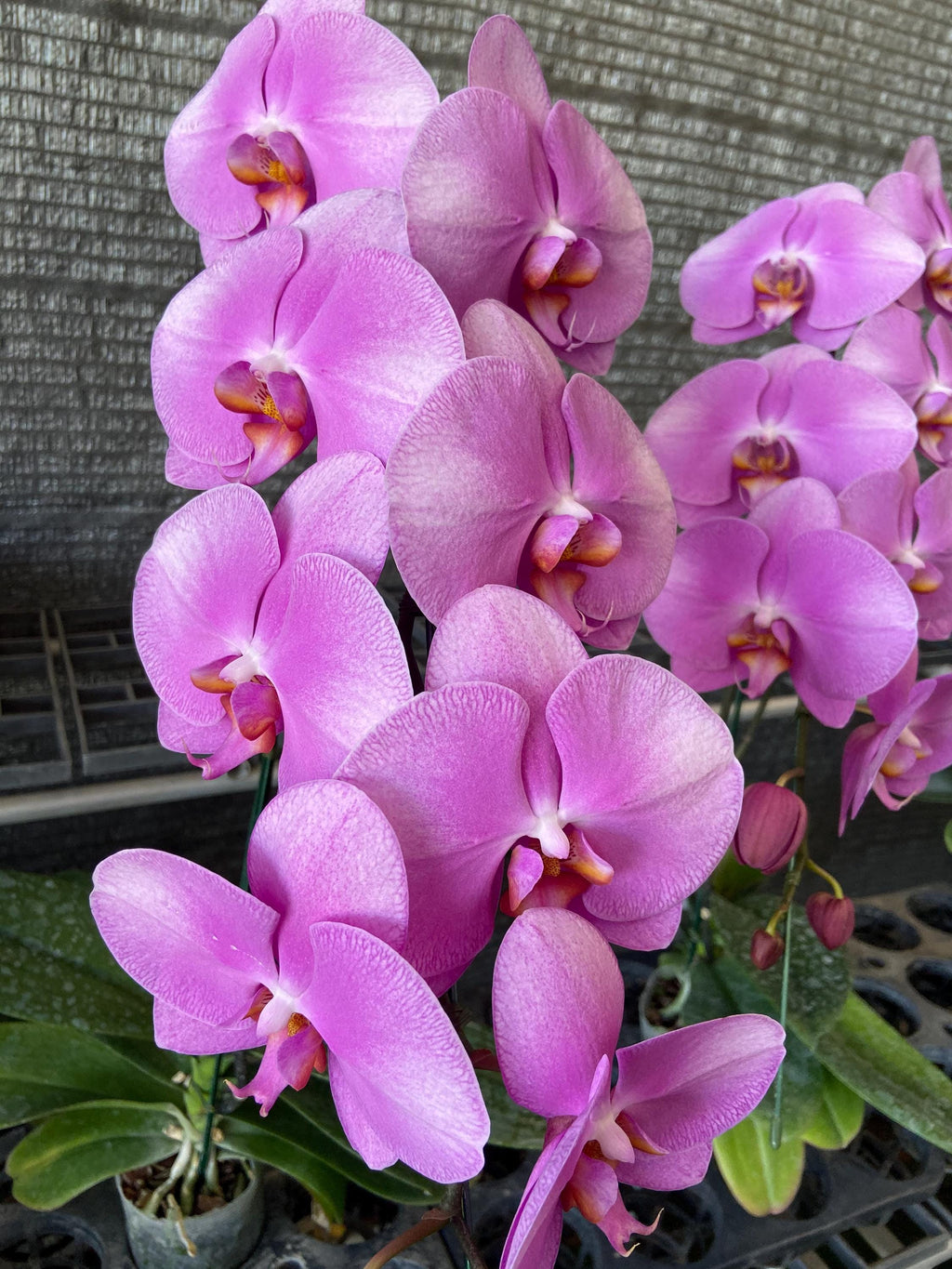 Phalaenopsis orchids Live Plant Multi-color ( select by your choice) easy to care
