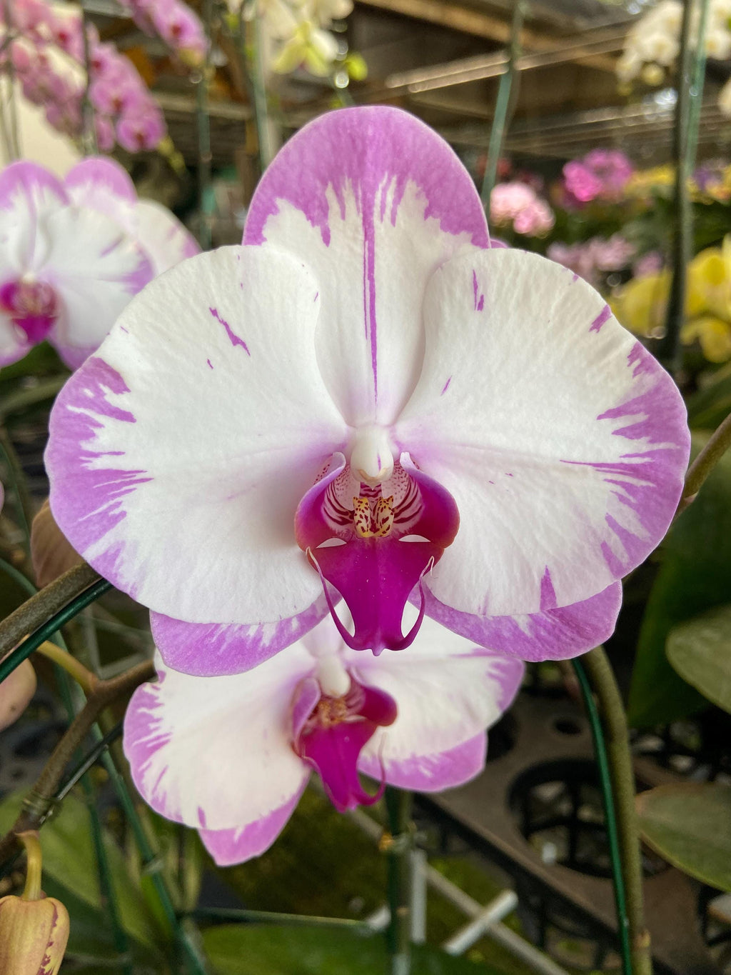 Phalaenopsis orchids Live Plant Multi-color ( select by your choice) easy to care