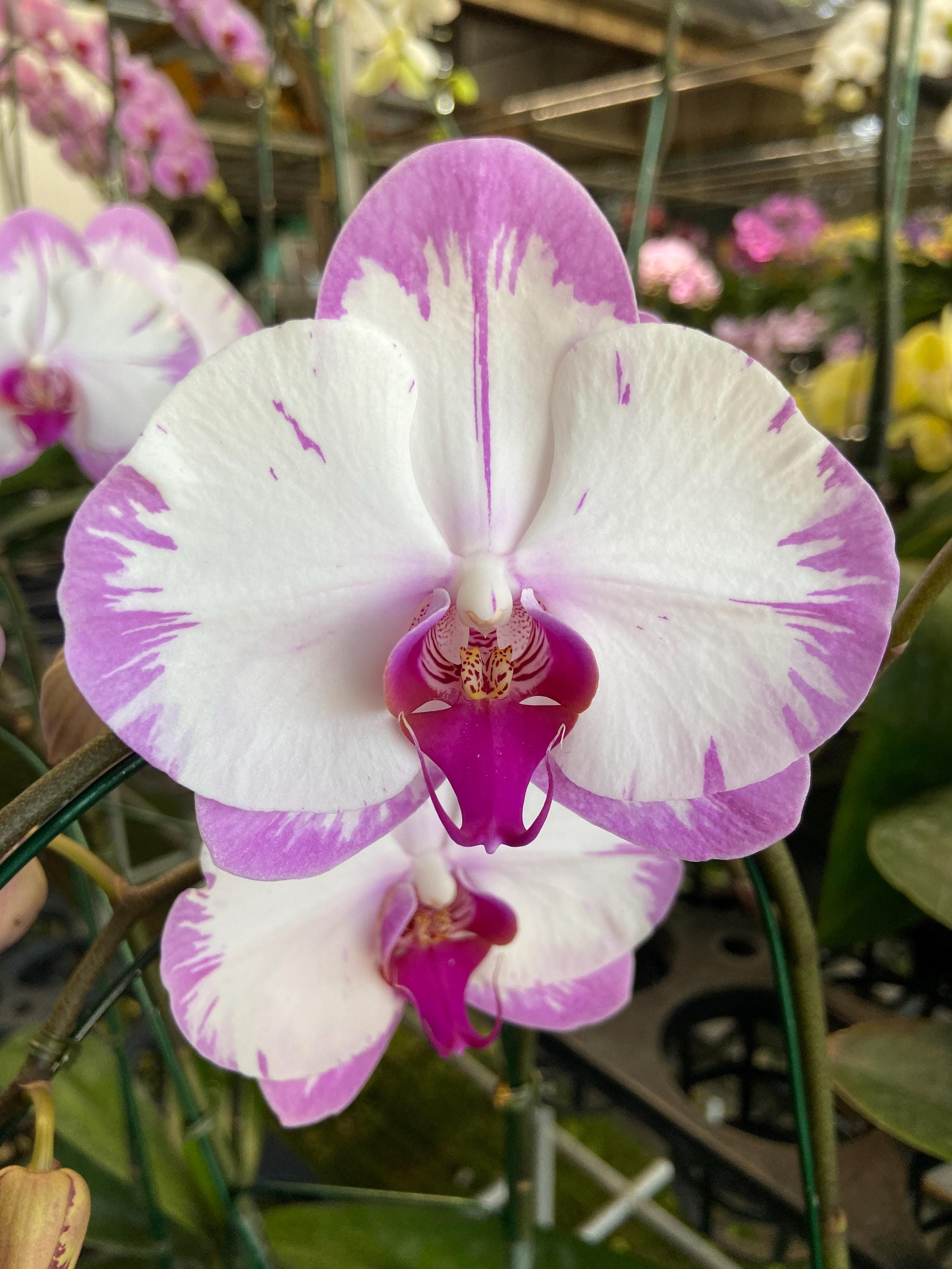 Phalaenopsis orchids Live Plant Multi-color ( select by your choice) easy to care
