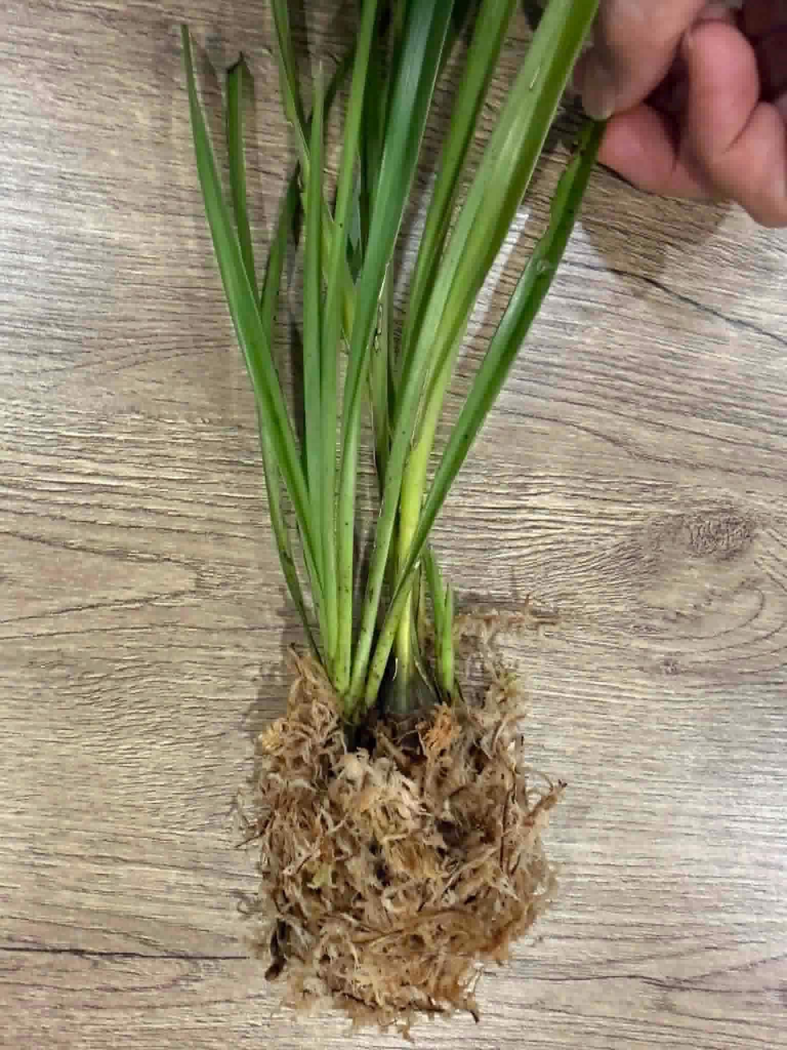 Cymbidium wenshanense (シンビジウム ) 1 Plant (bloom Size) Rare Cymbidium Orchid Collection