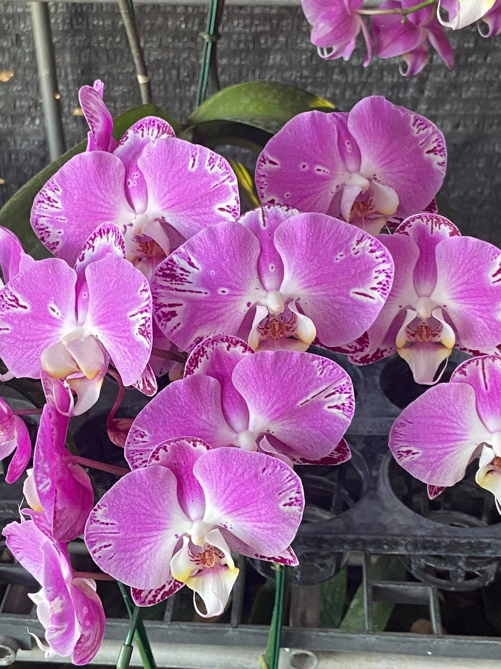 Phalaenopsis 2 Plant (Pink Collector's Item) Thailand orchid