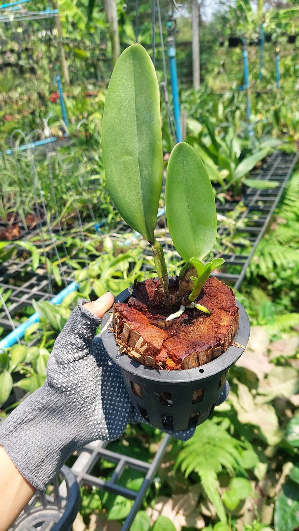 Cattleya deckeri alba Orchid Plant – Bloom Size, Rare Collection