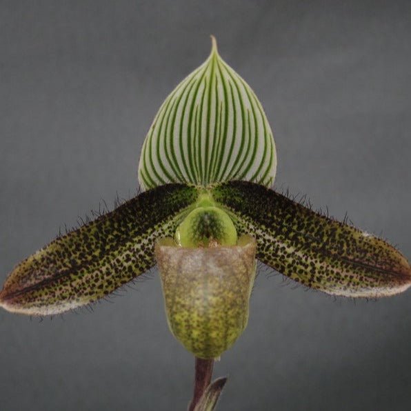 Paphiopedilum wardii - PotPlantPetal