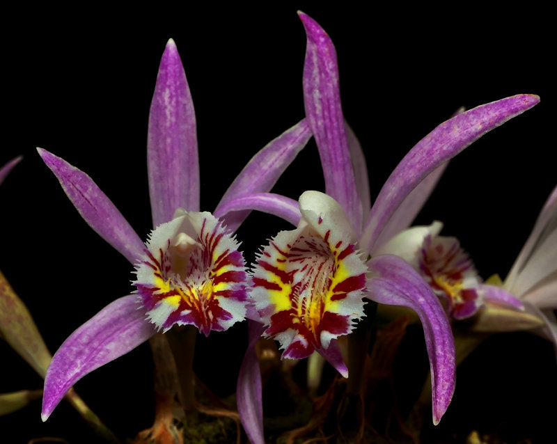 Pleione praecox (Thailand)