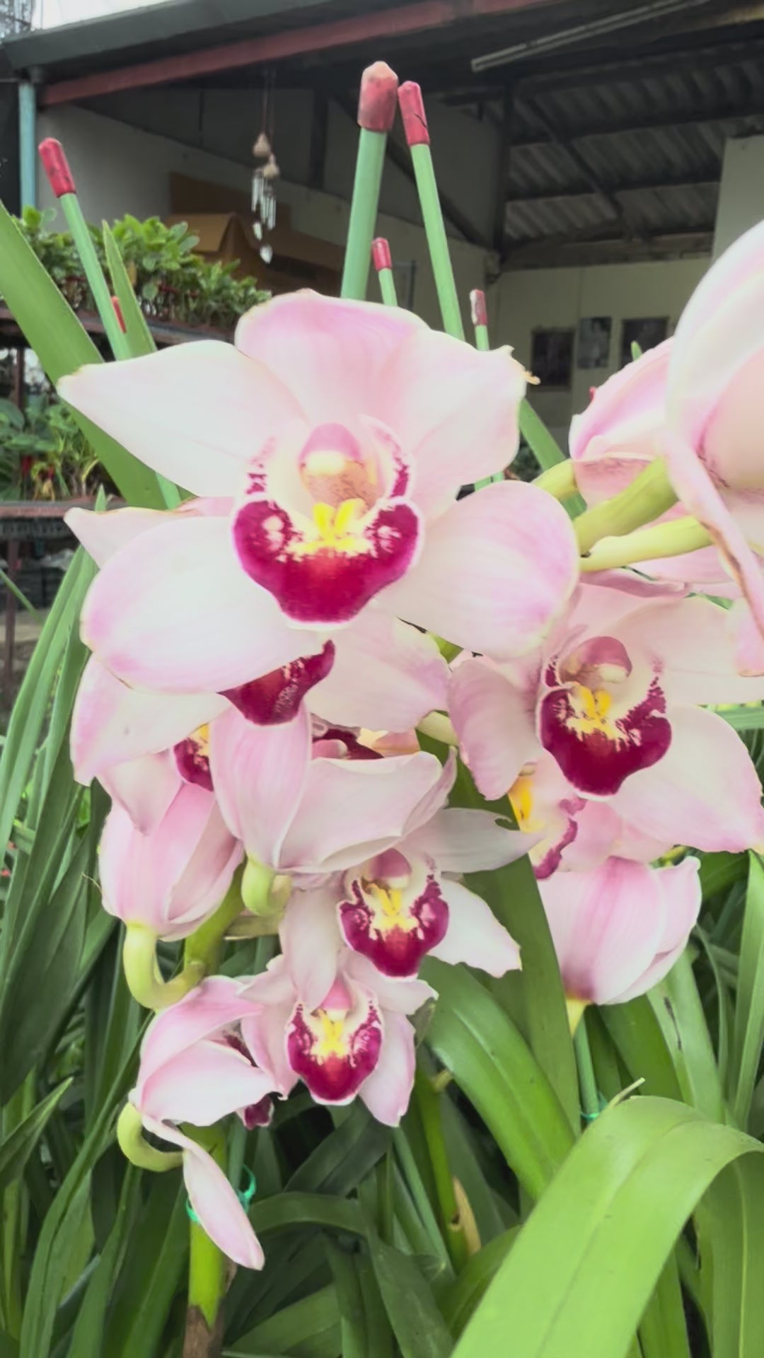 Cymbidium Pink
