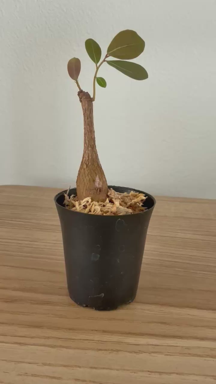 Phyllanthus mirabilis