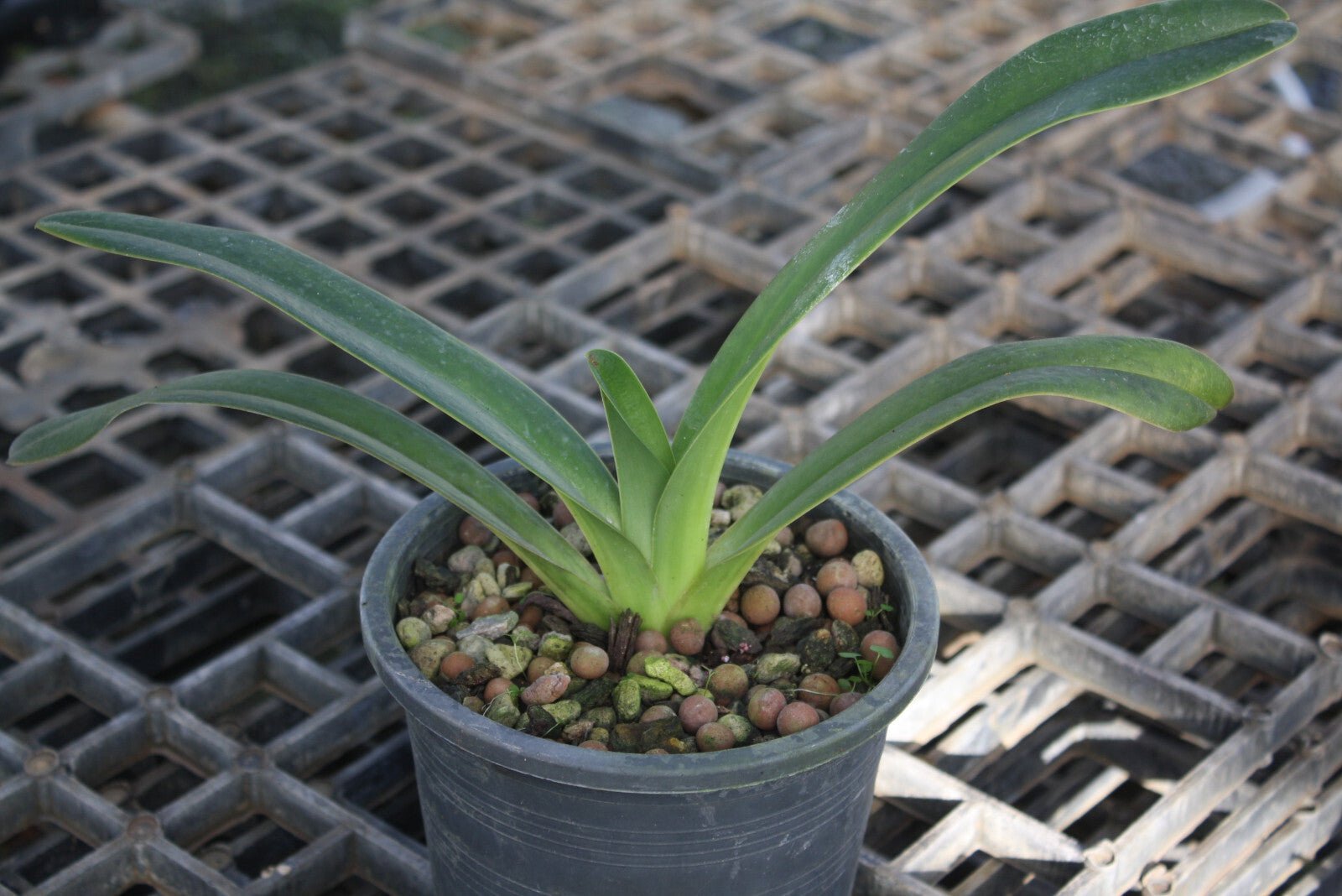 Paphiopedilum parishii - PotPlantPetal