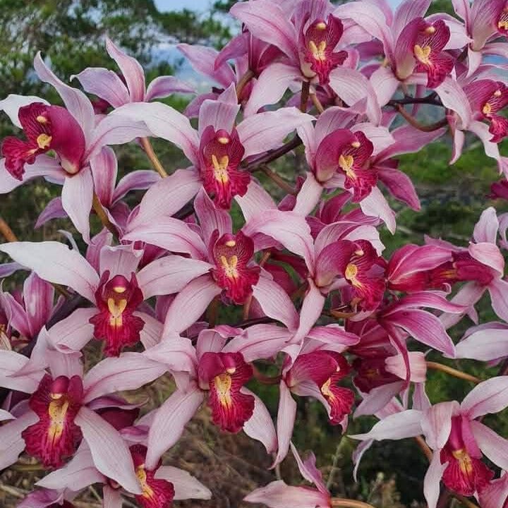 Cymbidium seidenfadenii - PotPlantPetal