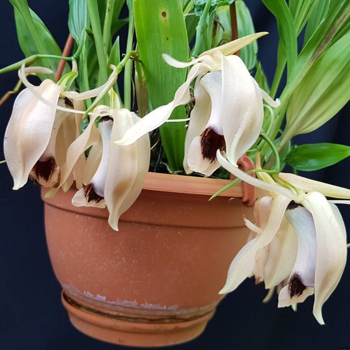 Coelogyne xyrekes - PotPlantPetal
