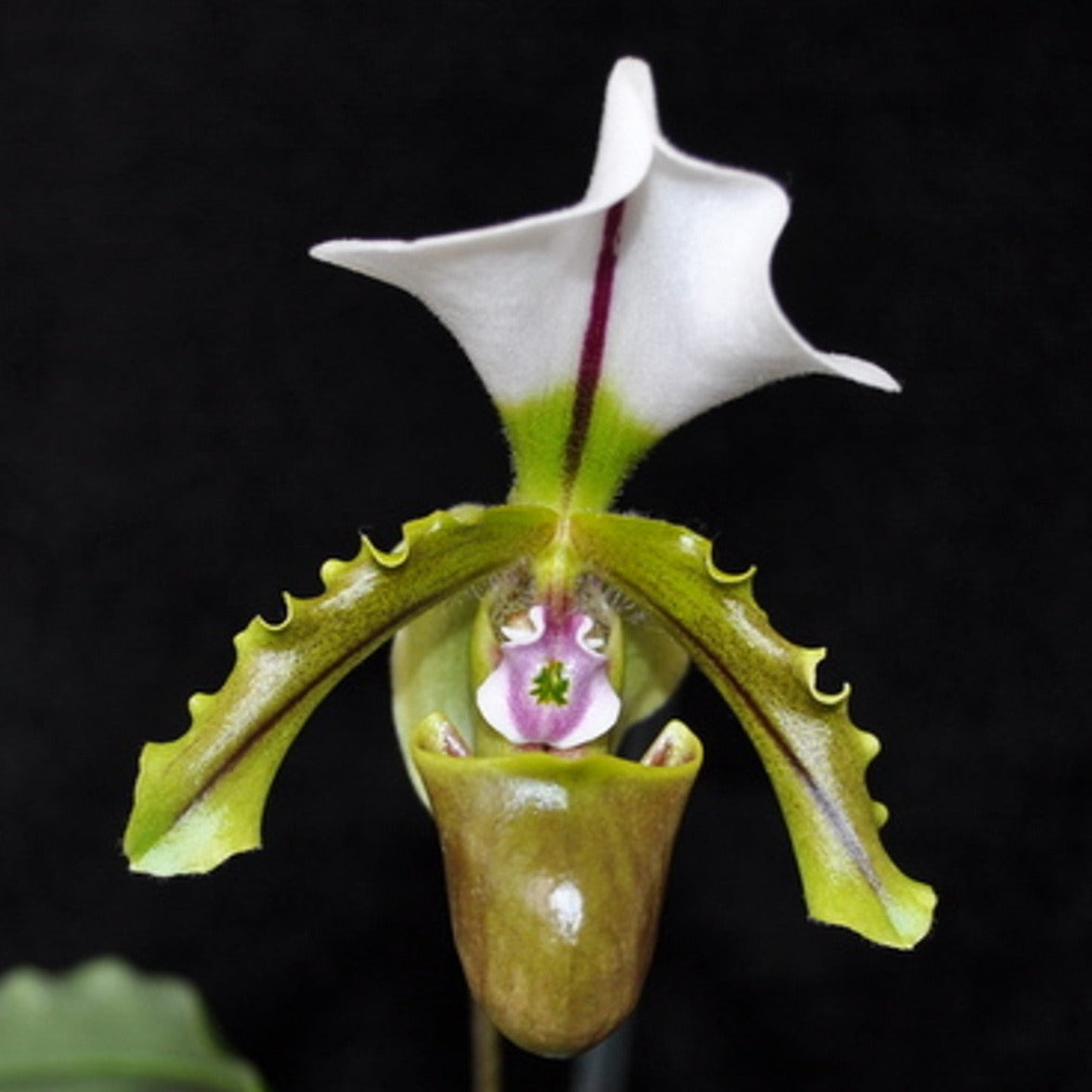Paphiopedilum spicerianum