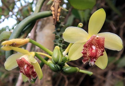 Vanilla cardinalis (Vanilla atropogon) - PotPlantPetal