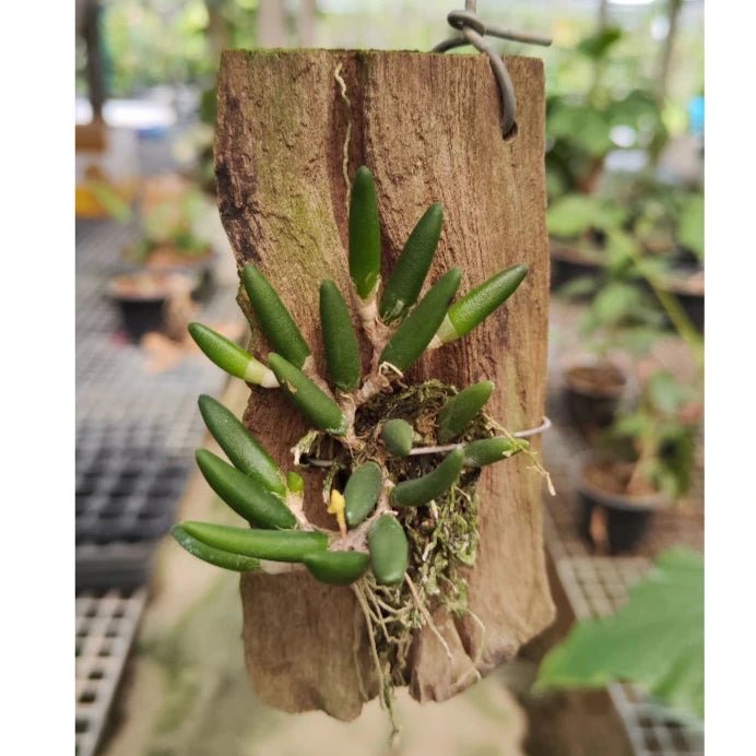 Dendrobium prenticei (syn Dockrillia lichenastrum) デンドロビューム　リチェナストラム - PotPlantPetal
