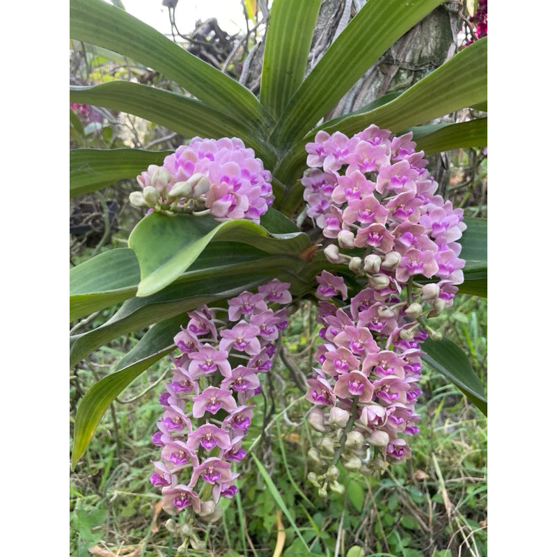 Rhynchostylis gigantea Pink