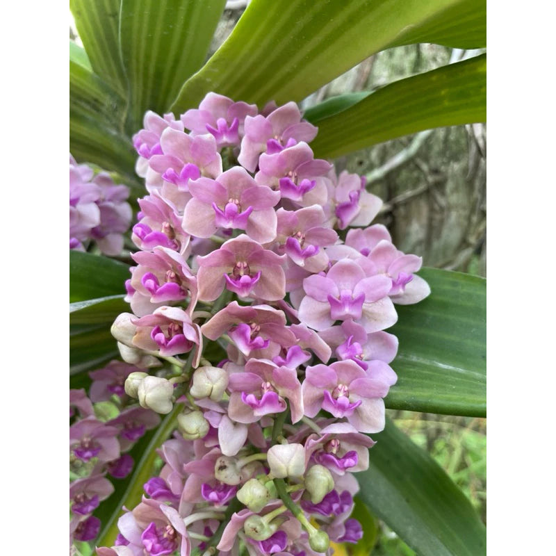 Rhynchostylis gigantea Pink