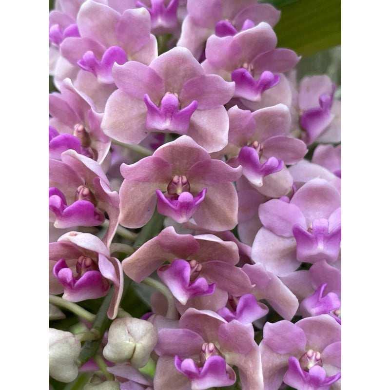 Rhynchostylis gigantea Rose