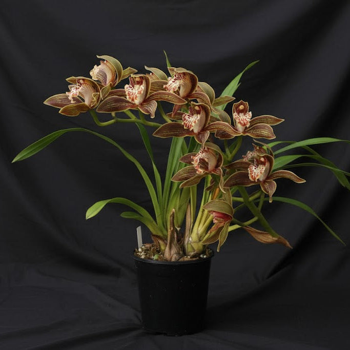 Cymbidium tracyanum