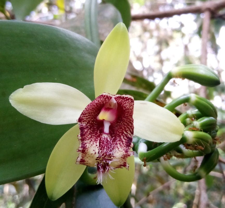 Vanilla cardinalis (Vanilla atropogon) - PotPlantPetal